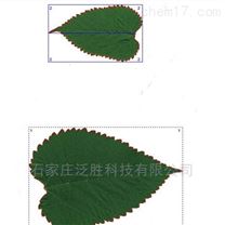 FS-leaf1000叶片图像分析仪叶面积仪